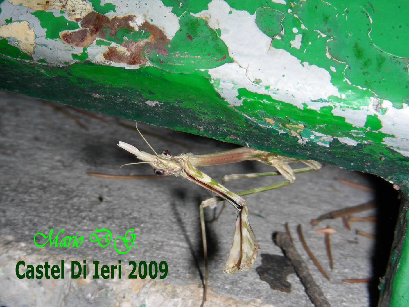 Da determinare... Empusa pennata